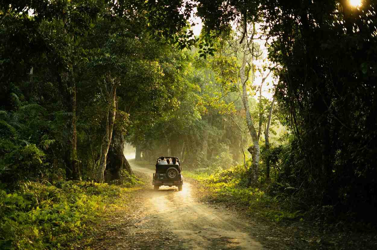 Evening Safari
